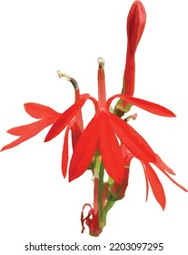 Vector Image of an Isolated Cardinal Flower (Lobelia cardinalis) Wetland Wildflower
