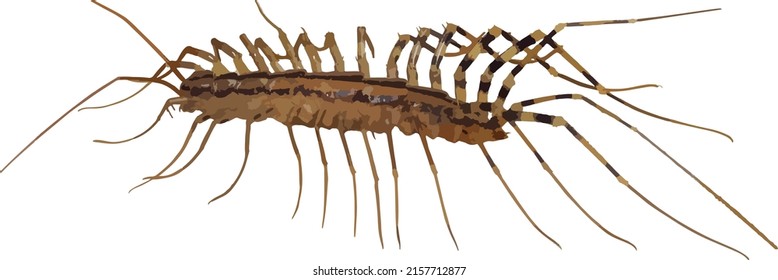 Vector Image or an Isolated Centipede Insect  