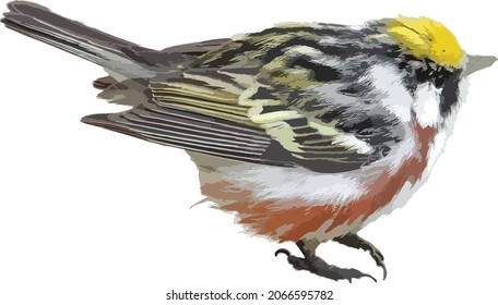 Vector Image of an Isolated Chestnut Sided Warbler Bird Animal