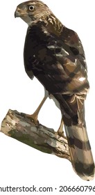 Vector Image of an Isolated Cooper's Hawk Bird of Prey Perched on a Branch