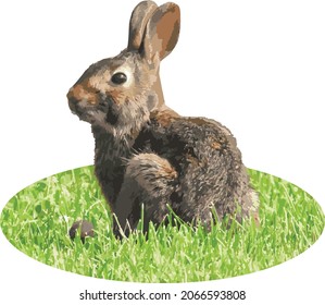 Vector Image of an Isolated Cottontail Bunny Rabbit Animal in Grass 