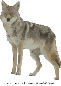 Vector Image of an Isolated Coyote Animal  