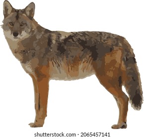 Vector Image or an isolated Coyote with Brown Fur Coat  