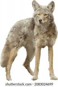 Vector Image of an Isolated Coyote with Transparent Background