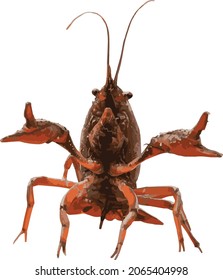 Vector Image of a Isolated Crayfish  with Claw Pinchers Open 