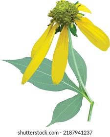 Vector Image of a Isolated Cut-leaf Coneflower (Rudbeckia laciniata)