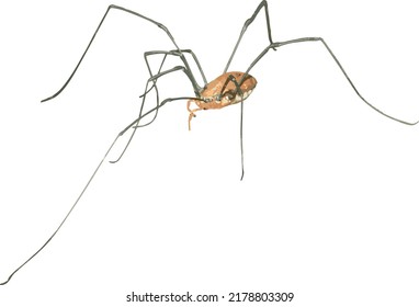 Vektorbild eines isolierten Daddy Longleg Opiliones Harvestmen Spider