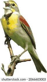 Vector Image of a Isolated Dickcissel Prairie Bird  