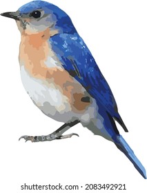 Vector Image Of An Isolated Eastern Bluebird Bird With Transparent Background