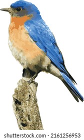 Vector Image Of An Isolated Eastern Bluebird