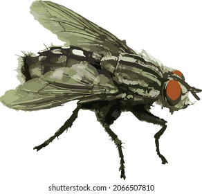 Vector Image of an Isolated Fly Bug Insect in Color