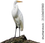 Vector Image of an Isolated Great Egret 
