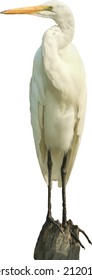 Vector Image of an Isolated Great Egret 
