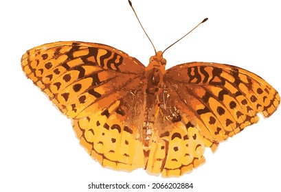 Vector Image of an Isolated Great Spangled Fritillary Colorful Orange Butterfly 