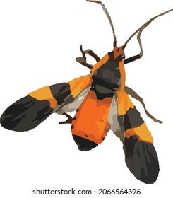 Vector Image of an Isolated Large Milkweed Bug Insect with Wings Open