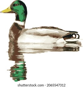 Vector Image of an Isolated Mallard Duck Drake in Water with Reflection