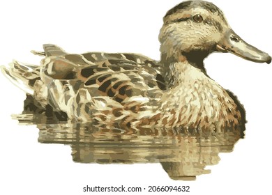 Imagen vectorial de una ave acuática aislada del pato mallard