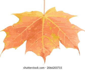 Vector Image of an Isolated Maple Leaf Showing off its Fall Season Colors