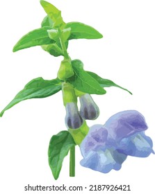 Vector Image of an Isolated Marsh Skullcap (Scutellaria galericulata) North American Wetland Wildflower