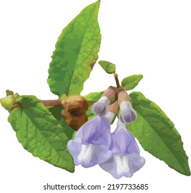 Vector Image of a Isolated Mash Skullcap (Scutellaria galericulata) Wetland Wildflower