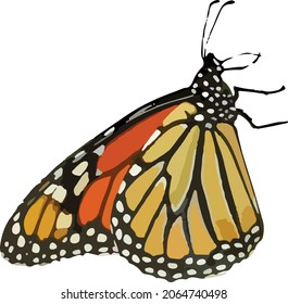 Vector image of an Isolated Monarch Butterfly Insect 