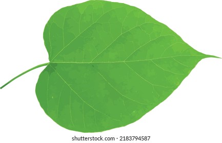 Imagen vectorial de una hoja de árbol aislada del norte de Cataluña