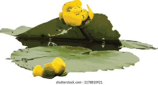 Vector Image of a Isolated Nuphar variegata (Yellow Pond Lily) Wetland Wildflower 