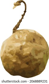 Vector image of an Isolated Oak Apple Gall Wasp Ball 