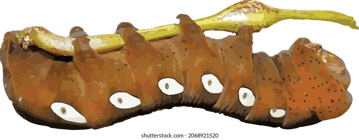 Vector Image of an Isolated Pandorus Sphinx Moth Caterpillar Bug