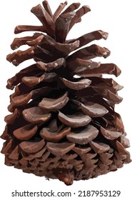 Vector Image of a Isolated Pinecone 