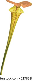 Vector Image Of A Isolated Pitcher Plant 