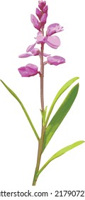 Imagen vectorial de una oruga aislada (Polygala polygama) Prairie Wildflower
