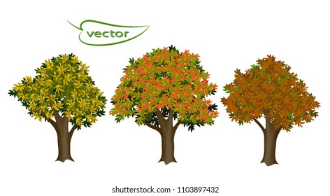Vector image of isolated realistic autumn trees with yellow and red leaves. Seasonal coloring of the tree crown 3D illustration