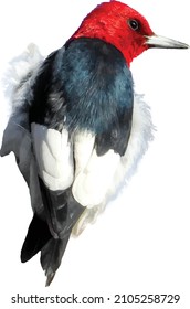 Vector Image of an Isolated Red-headed Woodpecker Bird Fluffing up its Feathers 