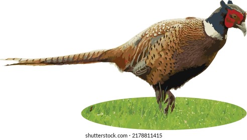 Vector Image of a Isolated Ring Necked Pheasant Bird 