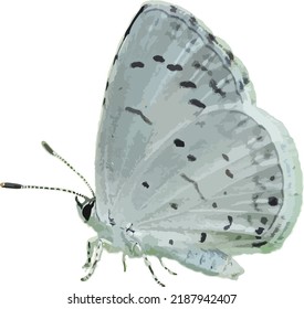 Vector Image of an Isolated Spring Azure Butterfly