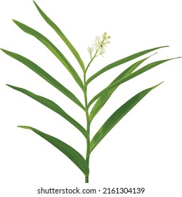 Vector Image of an Isolated Starry False Solomon's Seal Wildflower