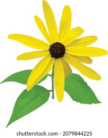 Vector Image of an Isolated Sweet Coneflower Wildflower 