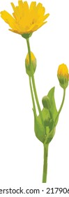 Vector Image of a Isolated Two-flowered Cynthia (Krigia biflora) Prairie Wildflower 