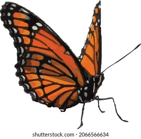 Vector Image of an Isolated Viceroy Butterfly Insect