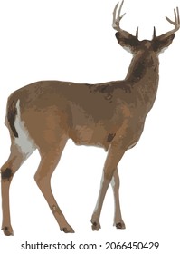 Vector Image of an Isolated White Tailed Deer Male Buck with Antlers