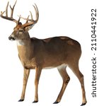 Vector Image of a Isolated White-tailed Deer Buck with Antlers. 