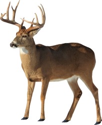Vector Image Of A Isolated White-tailed Deer Buck With Antlers. 