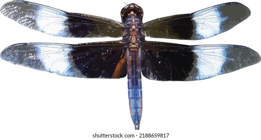 Vector Image of an Isolated Widow Skimmer Dragonfly 