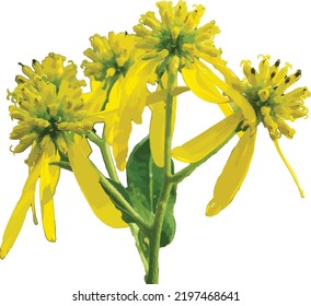 Vector Image of a Isolated Wingstem (Verbesina alternifolia) Savanna Wildflower
