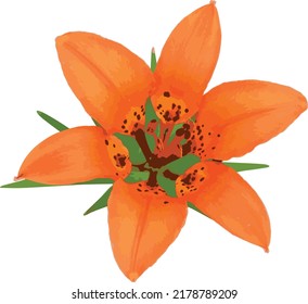 Vector Image of an Isolated Wood Lily (Lilium philadelphicum) Native North American Prairie Wildflower