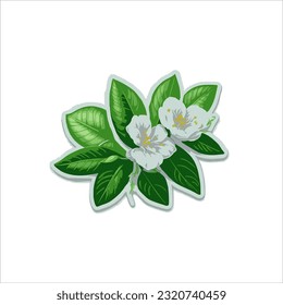 vector image of jasmine, green leaf and white, white back ground. 