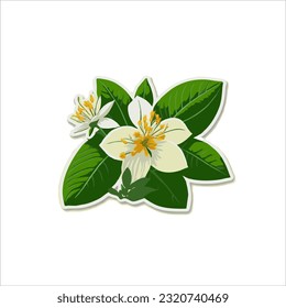 vector image of jasmine, green leaf and white, white back ground. 