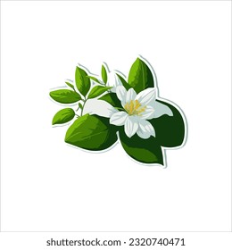 vector image of jasmine, green leaf and white, white back ground. 