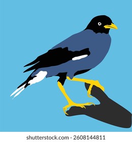 Vector image of a Javan Myna perched on a branch, "Jalak Kebo", Indonesia. simple vector design.